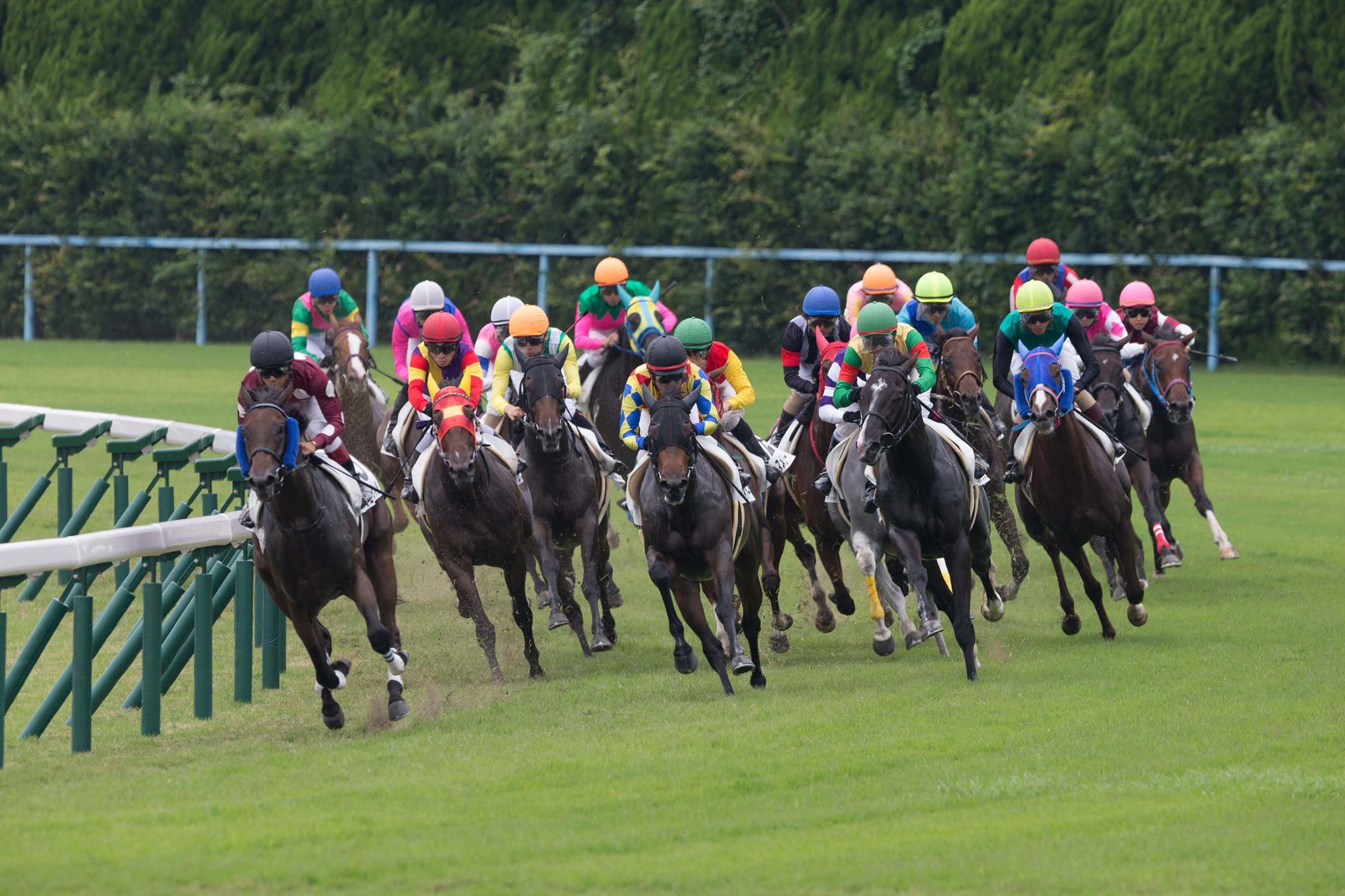 Thoroughbreds racing on the turf