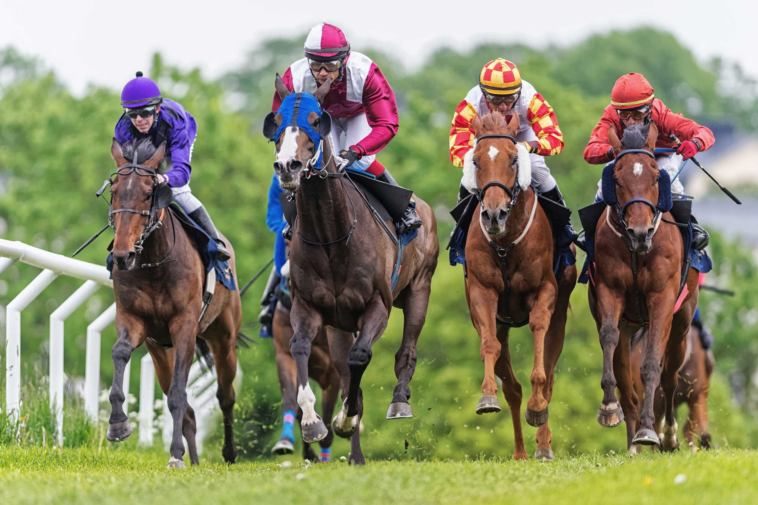 Racehorses and jockeys at full gallop