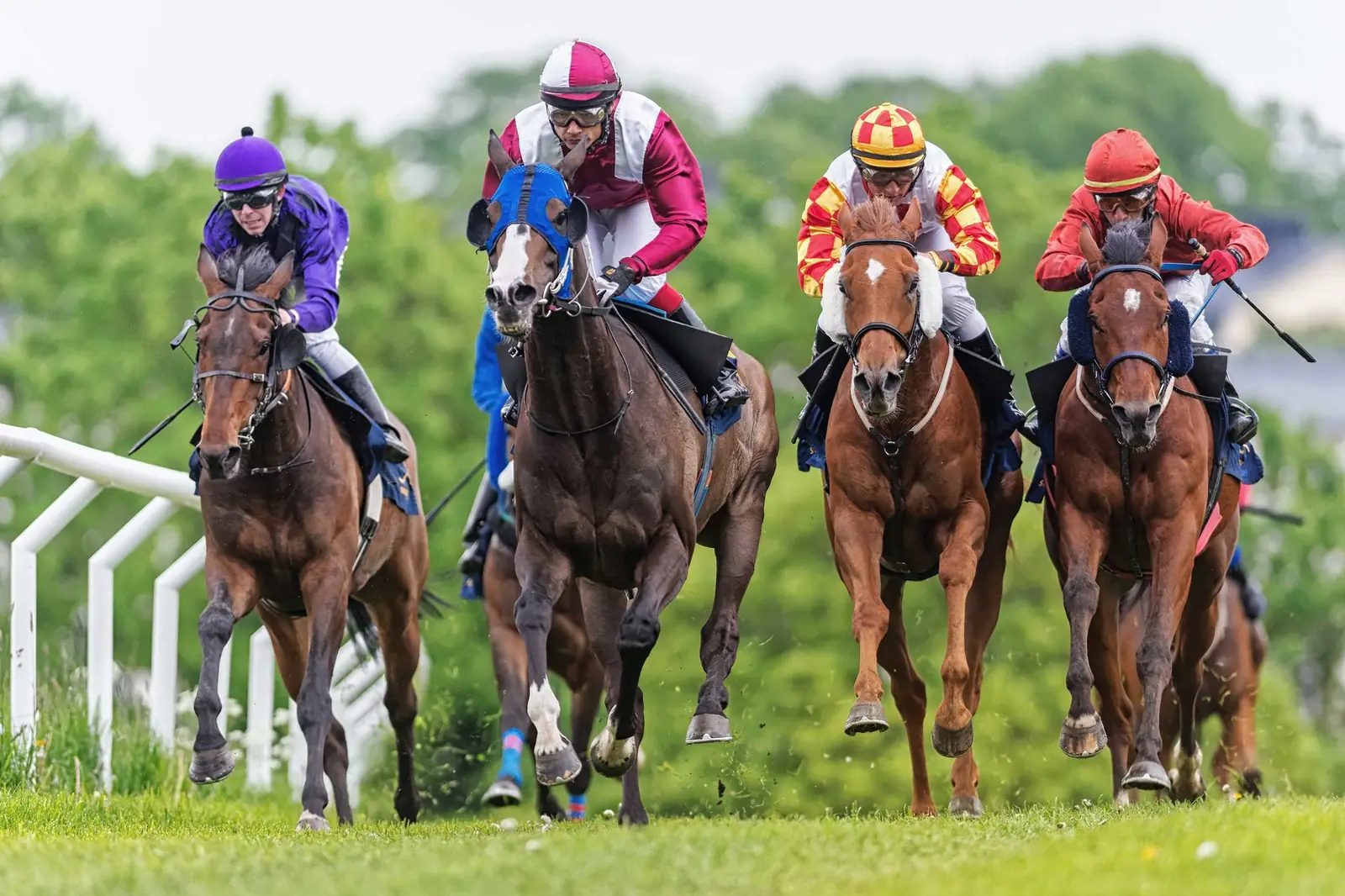 Thoroughbreds and jockeys in competition